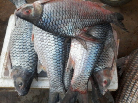 Loài cá tên lạ có lưng hơi gù, phóng vọt như tên, ăn được cả vảy vì giòn sần sật lại béo thơm "gây nghiện"