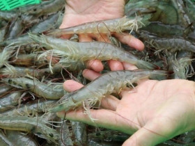 Bảo quản tôm đừng cho luôn vào tủ lạnh, thêm bước nữa để cả năm vẫn tươi ngon, không teo tóp hay khô bở