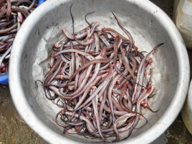 Loài cá nghe đã "gầy nhom" lại là đặc sản Đà Nẵng, đem phơi khô rồi nướng lên thơm nức mũi ai cũng mê