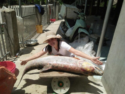 Loài cá được mệnh danh là "cọp nước" ở sông Đà, là "thủy quái" siêu hiếm và khó đánh bắt bậc nhất