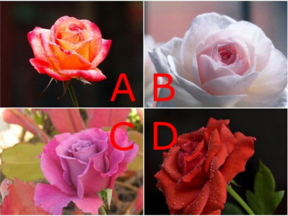 Trắc nghiệm: Bạn dễ thu hút đàn ông tốt hay đàn ông “tráo trở”? Chọn một bông hồng là biết ngay