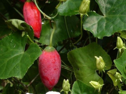 Cây dại ở quê leo đầy hàng rào, lá ngắt làm rau, quả ăn ngon ngọt như cà chua được coi là “đặc sản”