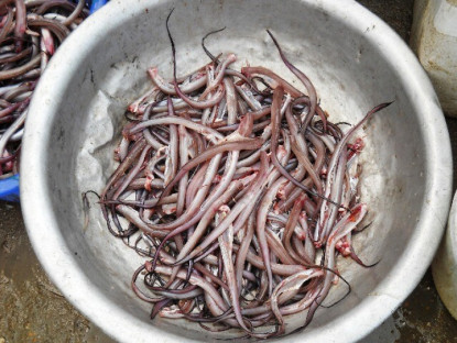 Loài cá nghe đã "gầy nhom" lại là đặc sản Đà Nẵng, đem phơi khô rồi nướng lên thơm nức mũi ai cũng mê