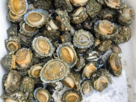 Loài ốc nghe tên giống một bộ phận nhạy cảm, lại là đặc sản ngon ngọt hiếm hơn cả bào ngư