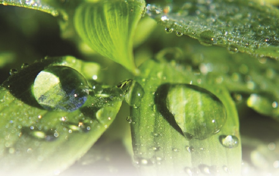 Cách tạo độ ẩm trong nhà mùa thu đông - 1