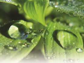 Cách tạo độ ẩm trong nhà mùa thu đông