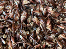 Loài tôm kỳ lạ leo trên cây ở Lạng Sơn, được dân sành ăn coi như đặc sản khen nức nở, nửa triệu đồng mỗi ký vẫn tìm mua