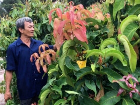 Loại lá tên như ngoài hành tinh lại là đặc sản Tây Ninh, cuốn với bánh tráng thì ngon không gì bằng!