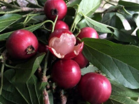 Trái lạ mọc dại trên rừng xưa rụng thối gốc không ai nhặt: Nay thành thức quà tuổi thơ, quả đỏ au nhìn siêu hấp dẫn