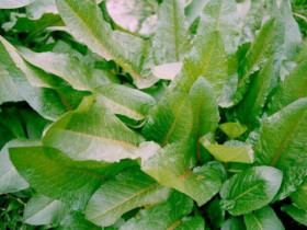 Loại rau có tên như chuột kêu xưa mọc hoang không ai ngó ngàng, nay thành đặc sản "sang chảnh" giá hàng trăm nghìn/kg