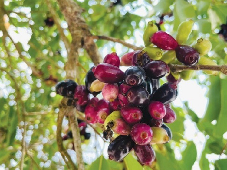 Quả mọc dại trên rừng trông đẹp như nho, ăn vào miệng đen xì mà càng ăn càng "cuốn", bán đến 130.000đ/kg chị em vẫn lùng mua