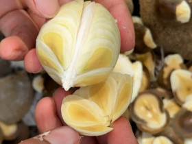 Loại quả thơm mát ngọt lành người miền Tây si mê nhưng hiếm ai biết tên, xưa nhặt là có nay thành "của quý"