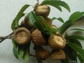 Loại quả phải dùng búa để ăn, xưa đầy không ai nhặt nay chưa rụng đã có người "săn", hàng không có mà bán