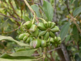 Tỉnh duy nhất Việt Nam có 43.000ha trồng loài hoa quý "so kè" top đầu thế giới với Trung Quốc, cho vào món ăn thơm nức