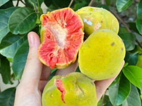 Thứ quả có ruột màu hồng cực xinh xưa đầy ở quê nay thành đặc sản thành phố, giá ngang trái cây nhập khẩu