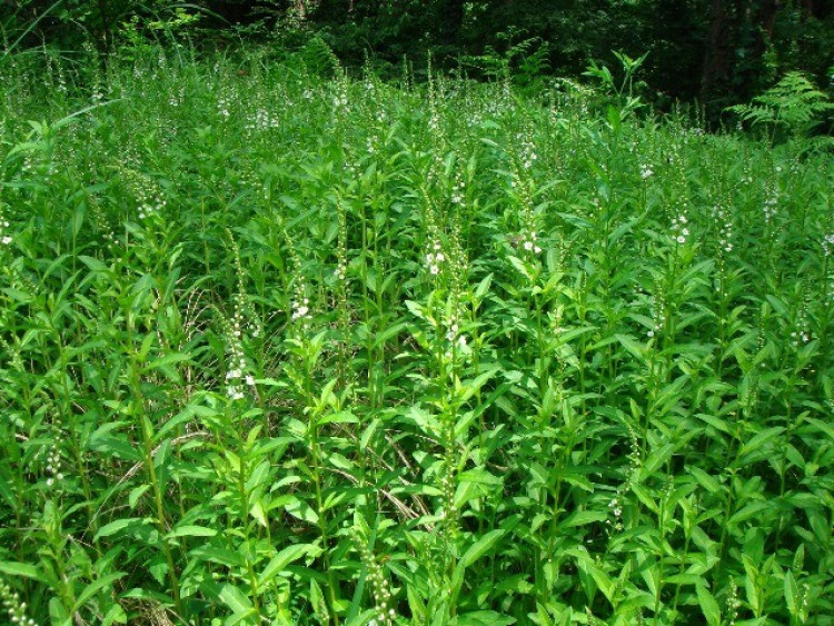 Loại rau tên đẹp như những vì sao lại là rau dại mọc đầy xưa chỉ người nghèo ăn, nay mới biết là vị thuốc quý