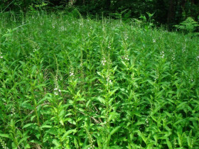 Loại rau tên đẹp như những vì sao lại là rau dại mọc đầy xưa chỉ người nghèo ăn, nay mới biết là vị thuốc quý