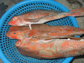 Loài cá có tên như loài bò sát mình toàn xương xưa chỉ cho gia súc ăn, nay nướng lên thơm nức mũi thành đặc sản "tuyệt đỉnh"