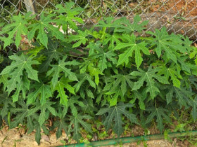 Loại rau giòn ngọt như mì chính nhưng 90% người không biết, đem nấu món gì cũng ngon vì cực gây "nghiện"