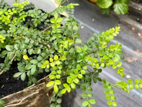 Nghề lạ ở Việt Nam: Cây dại mọc bìa rừng, xưa không ai ngó ngàng nay người dân đem về trồng cho thu nhập "hậu hĩnh"