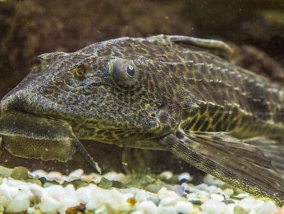 Loài cá nghe tên lạ có vẻ ngoài xấu xí là đặc sản độc lạ miền Tây, xưa bị ghét bỏ nay người dân lùng ăn