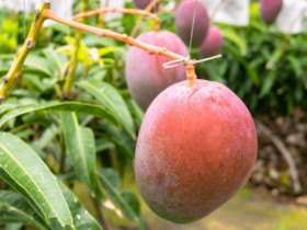 Loại quả đắt đỏ bậc nhất thế giới, Việt Nam trồng thành công thành đặc sản nổi tiếng giá lên tới 3 triệu đồng/kg