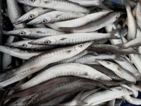 Loại cá nhọn hoắt có cái tên cực lạ chỉ ở Phú Quốc mới ngon nhất, gây nghiện bởi bị ngọt đậm tự nhiên hiếm có