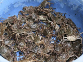 Đặc sản được ví như “lộc trời”, dân đi chong đèn bắt về bán giá 200.000 đồng/kg, người thành phố ưa chuộng