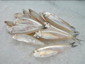 Loài cá trong suốt có tên một loại hoa, xưa ít ai để ý giờ đem làm gỏi lại thành đặc sản ngon xuất sắc