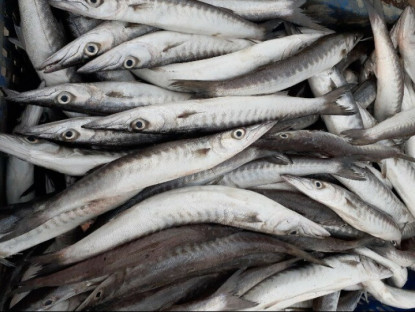 Loại cá nhọn hoắt có cái tên cực lạ chỉ ở Phú Quốc mới ngon nhất, gây nghiện bởi vị ngọt đậm tự nhiên hiếm có