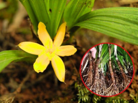 Cây dại mọc bờ rào xưa không ai ngó ngàng, nay lên đời thành đặc sản tốt cho nam giới, giá 600.000 đồng/kg