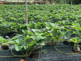 Loại quả đắt nhất thế giới, Việt Nam trồng đại trà chỉ 3 tháng cho thu hoạch, là đặc sản giá 500.000 đồng/kg