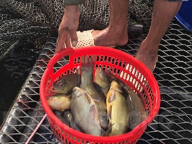 Loài cá có mùi thơm lạ kỳ xưa chẳng ai biết, nay thành đặc sản vì quá khó nuôi