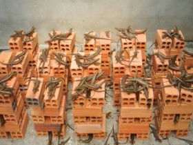 Nghề lạ ở Việt Nam: Nuôi loài vật có vẻ ngoài nhìn “rợn tóc gáy” 6 tháng là xuất bán, nông dân vươn lên làm giàu