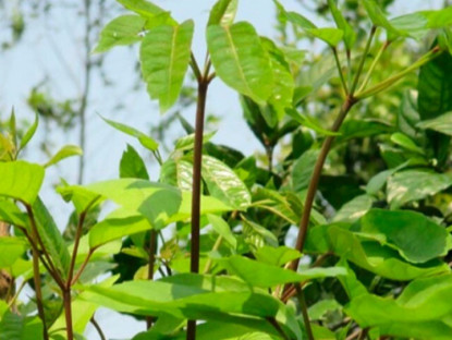 Đặc sản có tên "ngượng đỏ mặt", xưa mọc bờ rào nay thành món khoái khẩu được ưa chuộng vì hương vị lạ, 50.000 đồng/kg