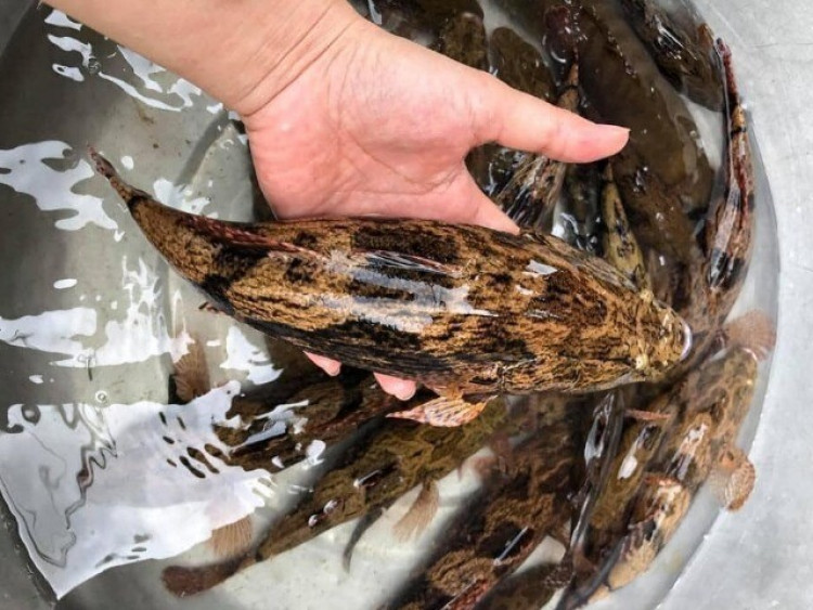 Loài cá trốn trong bùn nhìn tối thui, thịt trắng và dai thơm như thịt gà, giá cao vẫn bán "đắt như tôm tươi"