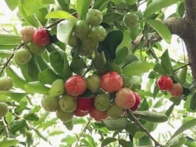 Cây ăn quả quen thuộc lên chậu thành bonsai được ưa chuộng, có cây giá tới 7 tỷ đồng, mang lại may mắn và tài lộc