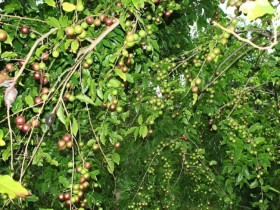 Loại quả xưa không ai ngó ngàng, nay lên đời thành đặc sản được dân thành phố ưa chuộng, bán 80.000 đồng/kg