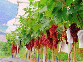 Loại quả "tốt nhất thế giới" được trồng đại trà ở Việt Nam, thành đặc sản nổi tiếng chỉ từ 45.000 đồng/kg, tốt cho sức khoẻ