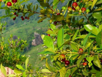 Loại quả đắt đỏ nhất thế giới, Việt Nam trồng thành công khoảng 1 năm cho thu hoạch, thành đặc sản 300.000 đồng/kg