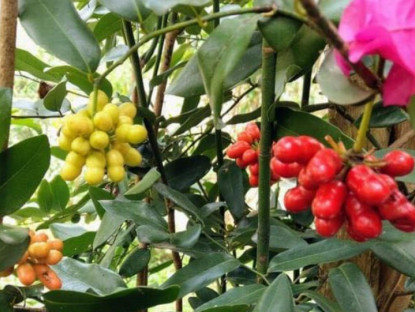 Loại quả có tên "ngượng đỏ mặt", xưa mọc bờ rào ít ai ngó ngàng, nay thành đặc sản được ưa chuộng giá 25.000 đồng/kg