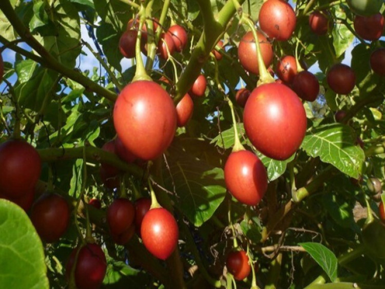 Loại quả đắt đỏ trên thế giới, Việt Nam trồng đại trà chỉ 6 tháng cho thu hoạch, thành đặc sản được ưa chuộng