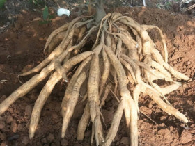 Nông dân đổi đời nhờ loài cây trước kia mọc dại, được ví là “vàng trắng” giá đến 450.000 đồng/kg