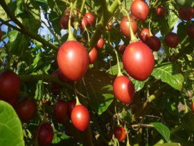 Loại quả đắt đỏ trên thế giới, Việt Nam trồng đại trà chỉ 6 tháng cho thu hoạch, thành đặc sản được ưa chuộng