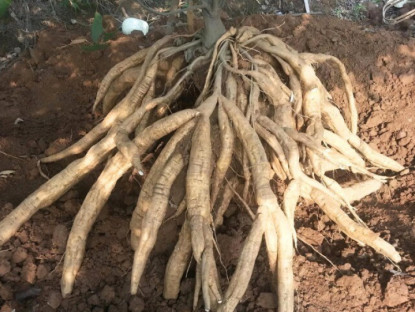 Nông dân đổi đời nhờ loài cây trước kia mọc dại, được ví là “vàng trắng” giá đến 450.000 đồng/kg