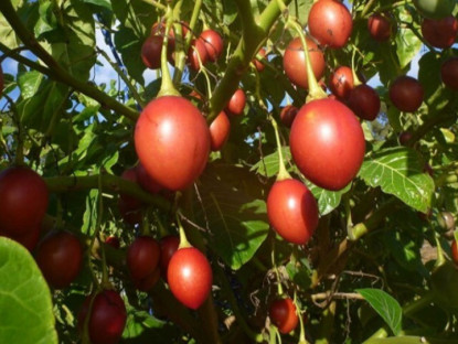 Loại quả đắt đỏ nhất thế giới, Việt Nam trồng đại trà thành đặc sản được ưa chuộng, chỉ 6 tháng cho thu hoạch