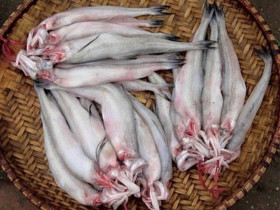 Loài cá mang tên một loại củ xưa dành cho nhà nghèo, nay thành đặc sản dân thành phố ưa chuộng, có tiền cũng khó mua