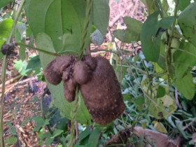 Đặc sản có tên "ngượng đỏ mặt", xưa không ai biết đến nay thành món khoái khẩu được ưa chuộng, 70.000 đồng/kg