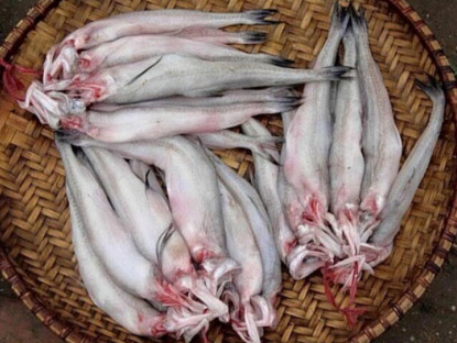 Loài cá mang tên một loại củ xưa dành cho nhà nghèo, nay thành đặc sản dân thành phố ưa chuộng, có tiền cũng khó mua