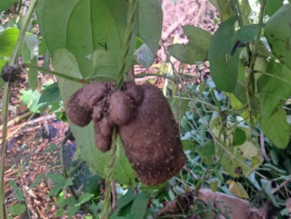 Đặc sản có tên "ngượng đỏ mặt", xưa không ai biết đến nay thành món khoái khẩu được ưa chuộng, 70.000 đồng/kg